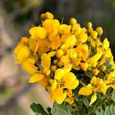 Aavaram Flower